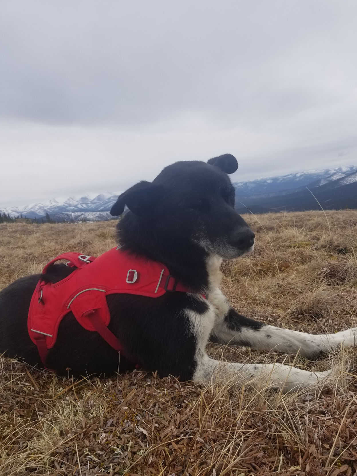Chena Hot Springs lost hiker
